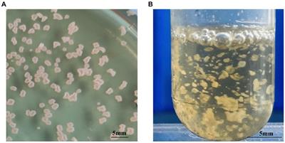 Biological characteristics and pathogenicity comparison of Nocardia seriolae isolated from Micropterus salmoides and Channa argus